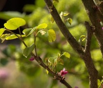 Cercis Avondale
