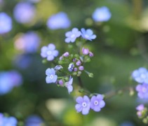 De bloei van de Brunnera macrophylla zet zich voort in mei