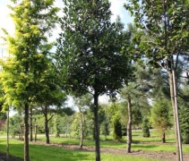 Ilex Nellie Stevens