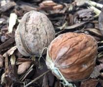 Juglans regia 'Jupiter'