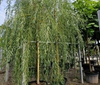 Salix sepulcralis 'Chrysocoma' - Treurwilg - 1