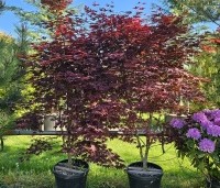 Acer palmatum 'Red Flash' - Japanse Esdoorn 'Red Flash' - 1