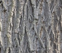 Juglans nigra - Zwarte Notenboom - 2
