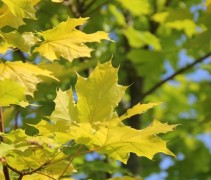 Acer plat. 'Princeton Gold' blad
