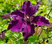 Clematis 'The President'