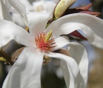Magnolia loebneri 'Merrill' bloem
