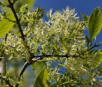 Chionanthus virginicus - Chionanthus virginicus - 3