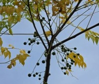 Melia azedarach - Kralenboom - 2