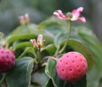 Cornus Kousa Satomi