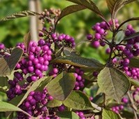Callicarpa bodinieri 'Profusion' - Schoonvrucht - 3