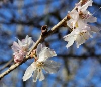Prunus x subhirtella 'Autumnalis Rosea' - Winterkers - 2