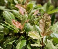 Photinia serratifolia 'Pink Crispy' - bontbladige glansmispel - 1
