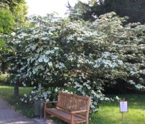 Cornus kousa Venus