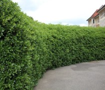 Ilex aquifolium 'Alaska'