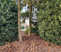 Ilex aquifolium J.C. van Tol