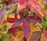 Liquidambar styraciflua 'Gum Ball' - Amberboom 'Gum Ball' - 1