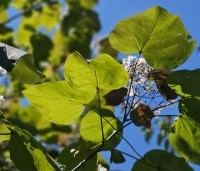 Catalpa erubescens 'Purpurea' - Purperkleurige trompetboom - 5