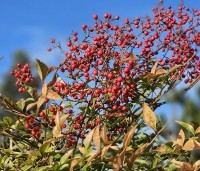 Nandina domestica - Hemelse bamboe - februari 2026