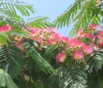 Albizia julibtissin 'Tropical Dream'