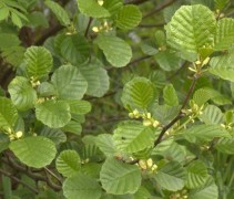 Alnus glutinosa ofwel Zwarte Els