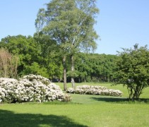 Rododendron Dora Amateis bloeiende struiken toepassing