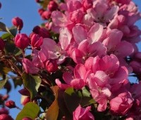 Malus 'Rudolph' - Sierappel - 3