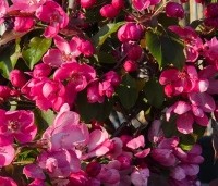 Malus 'Rudolph' - Sierappel - 1