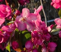 Malus 'Rudolph' - Sierappel - 2