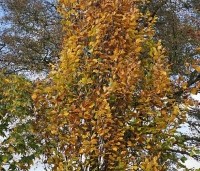 Fagus sylvatica 'Dawyck Gold' - Zuilbeuk - 1