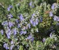 Salvia Rosmarinus - Rozemarijn - 3