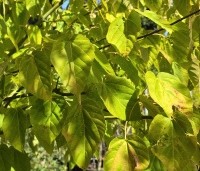 Acer davidii  - Chinese esdoorn - 2