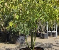 Acer davidii  - Chinese esdoorn - 3