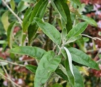 Elaeagnus angustifolia - Olijfwilg - 1