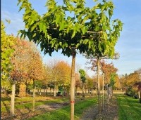 Morus alba 'Fruitless' - Moerbei - 1