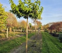 Morus alba 'Fruitless' - Moerbei - 2