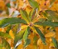 Nyssa sylvatica 'Autumn Cascades' - Zwarte tupeloboom  - 6
