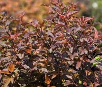 Physocarpus opulifolius 'Diable d' Or' - Blaasspiraea 'Diable d' Or' - 2