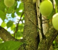 Styrax japonicus - Storaxboom - 1