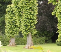 Boerenleilinde