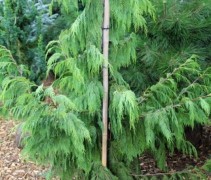 Cham nootkatensis Pendula