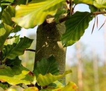 Detail stamschot aan de Beuk, kubus op stam