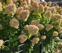 Hydrangea paniculata 'Limelight' - Pluimhortensia 'Limelight' - september