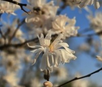Magnolia stellata - Beverboom - avondzon