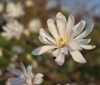 Magnolia stellata - Beverboom - 1