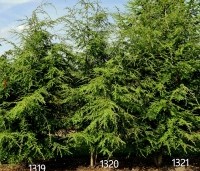 Tsuga canadensis - Canadese Hemlockspar - 1