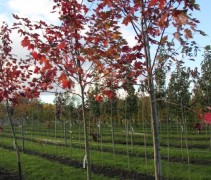 Acer x Freemanii Autumn Blaze
