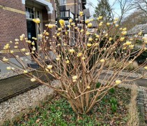 Edgeworthia