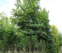  Platanus orientalis 'Minaret' boom kroon