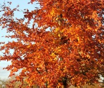 Rode Beuk 'Riversii' in herfst kleed