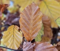 Fagus sylvatica 'Atropunicea' - Rode beuk - 7